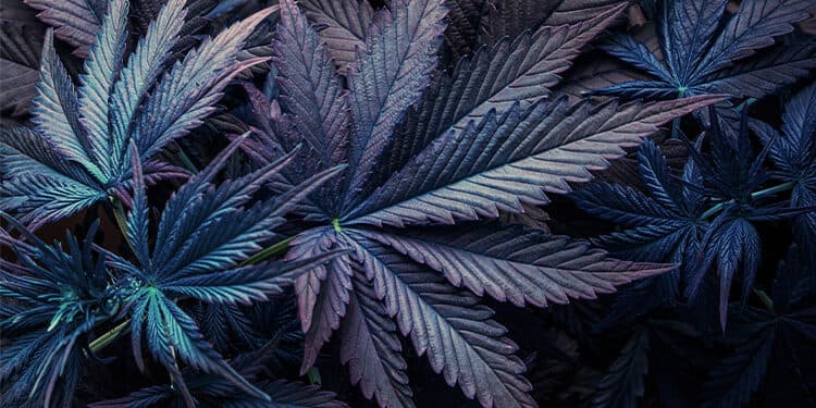 Here’s Why Some Marijuana Strains Turn Purple Here’s Why Some Marijuana Strains Turn Purple