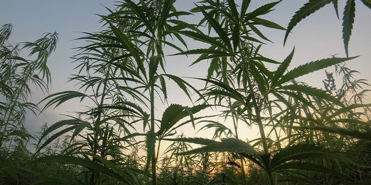 Cannabis Crops Are Being Damaged By An Elusive Pathogen Cannabis Crops Are Being Damaged By An Elusive Pathogen