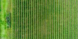 What is Cannabis' Role in Regenerative Agriculture What is Cannabis' Role in Regenerative Agriculture