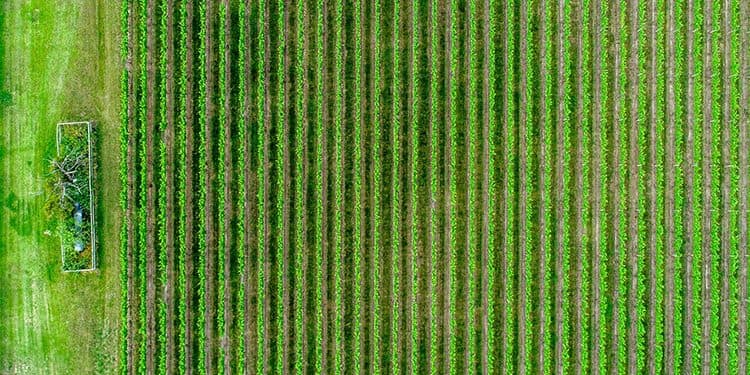 What is Cannabis' Role in Regenerative Agriculture What is Cannabis' Role in Regenerative Agriculture