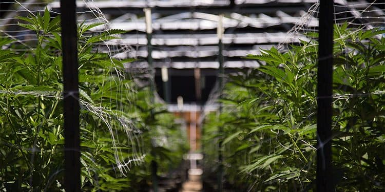 The 3 Base Strains of Cannabis The 3 Base Strains of Cannabis