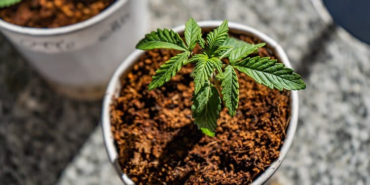 Cultivating Your Own Marijuana: A Beginner’s Guide to Home Growing Cultivating Your Own Marijuana: A Beginner’s Guide to Home Growing