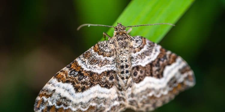 Effective Ways to Avoid Pests on Your Cannabis Plants Effective Ways to Avoid Pests on Your Cannabis Plants