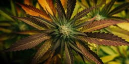 The Different Levels of THC and How They Affect You The Different Levels of THC and How They Affect You
