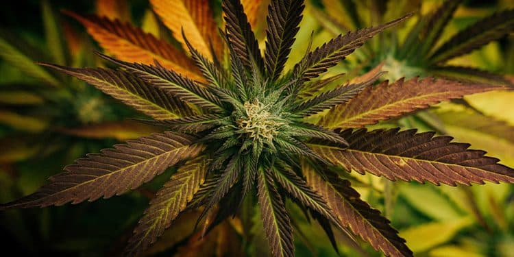 The Different Levels of THC and How They Affect You The Different Levels of THC and How They Affect You