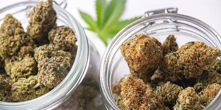 How To Select Weed Strains How To Select Weed Strains