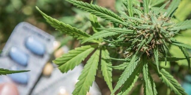 The Best Cannabis Strains for Pain The Best Cannabis Strains for Pain