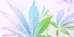 HHC: What Is It? HHC: What Is It?