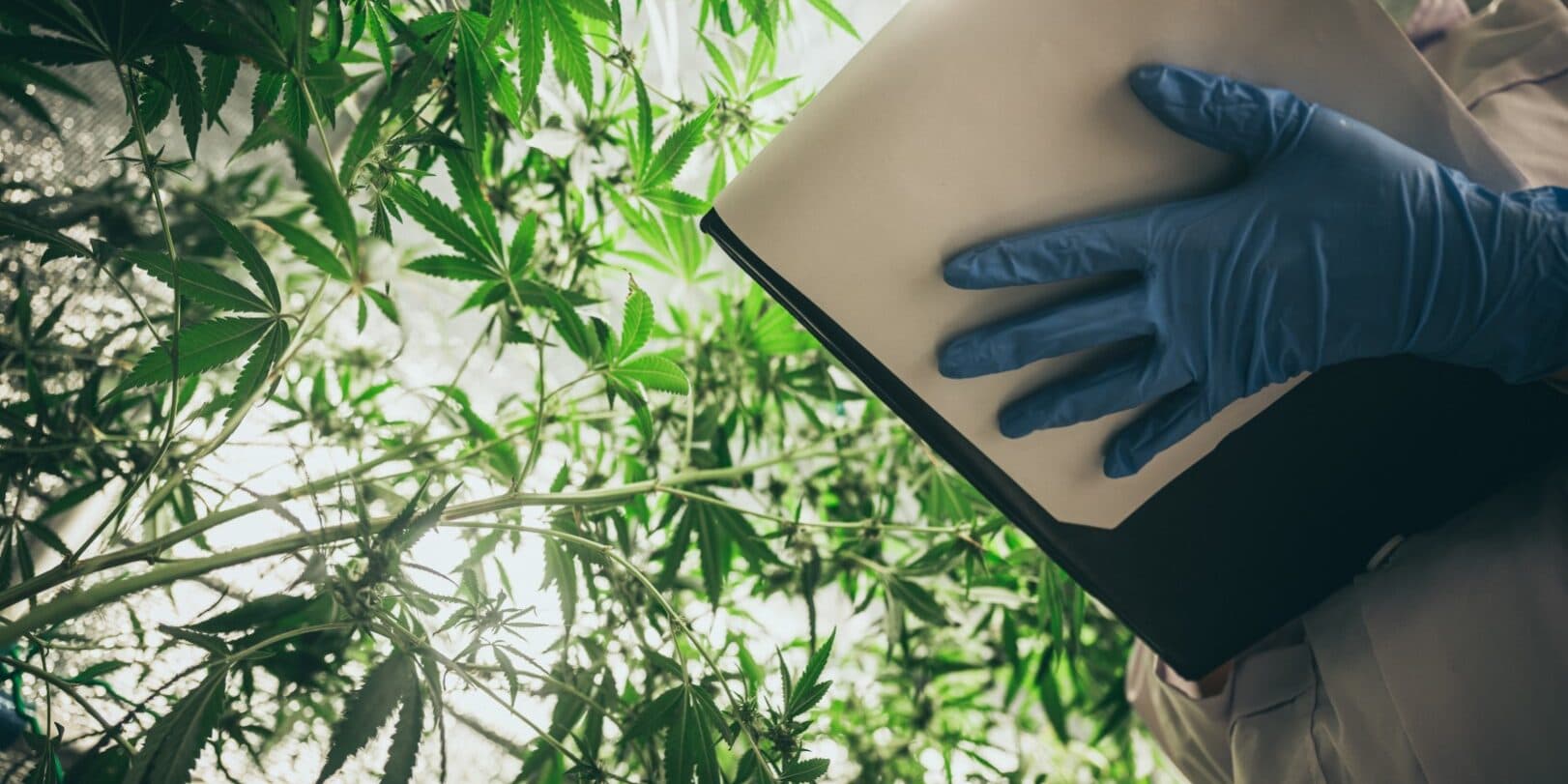 Marijuana and Productivity: Balancing Work and Leisure with Cannabis Use Marijuana and Productivity: Balancing Work and Leisure with Cannabis Use