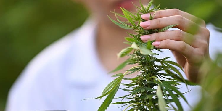 Enhancing Your Cannabis Experience: Tips for Responsible and Enjoyable Use Enhancing Your Cannabis Experience: Tips for Responsible and Enjoyable Use