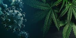 Cannabis and Coronavirus: Here’s what you need to know Cannabis and Coronavirus: Here’s what you need to know