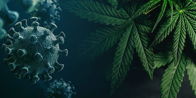 Cannabis and Coronavirus: Here’s what you need to know Cannabis and Coronavirus: Here’s what you need to know