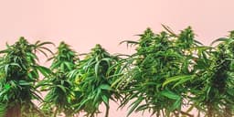 A Guide to Different Marijuana Strains A Guide to Different Marijuana Strains