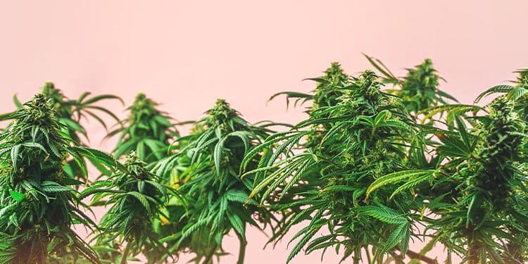 A Guide to Different Marijuana Strains A Guide to Different Marijuana Strains