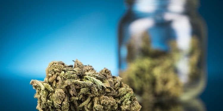 7 Great Ways To Use CBD Flower For Everyday Use 7 Great Ways To Use CBD Flower For Everyday Use