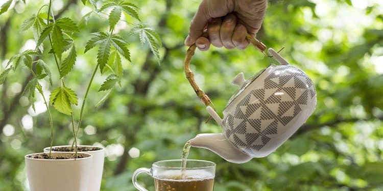 Recipe: Making Cannabis-Infused Tea Recipe: Making Cannabis-Infused Tea