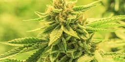 Your Guide to Autoflowering Cannabis Seeds Your Guide to Autoflowering Cannabis Seeds