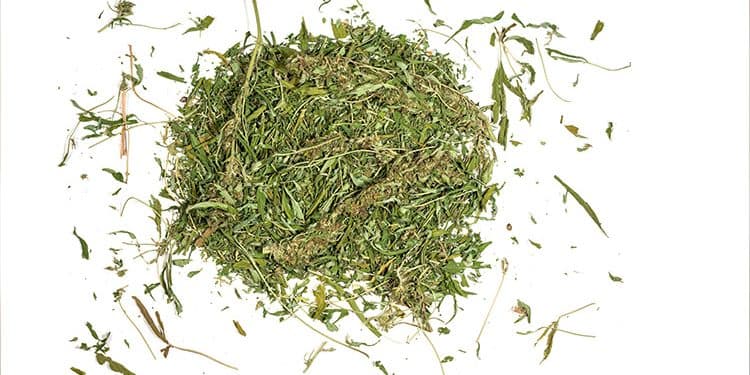 Your Guide To Weed Stems Your Guide To Weed Stems