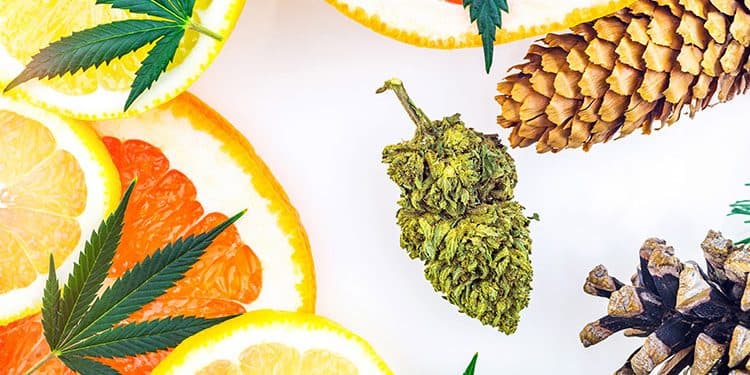 Role of Terpenes in Marijuana at All Greens Dispensary Role of Terpenes in Marijuana at All Greens Dispensary