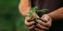 Easiest and Best Marijuana Strains for Beginners to Grow Easiest and Best Marijuana Strains for Beginners to Grow