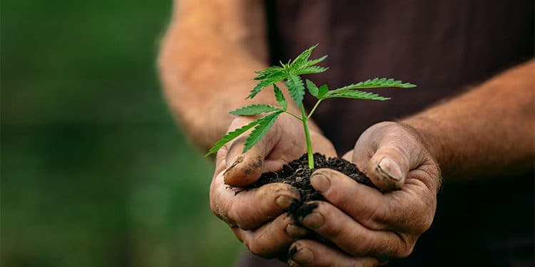Easiest and Best Marijuana Strains for Beginners to Grow Easiest and Best Marijuana Strains for Beginners to Grow