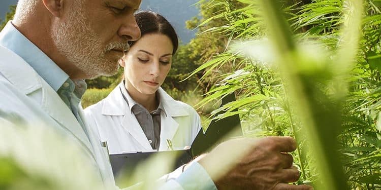 Know These Things Before Using Medical Marijuana Know These Things Before Using Medical Marijuana