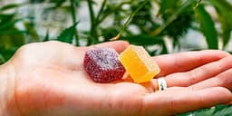 Hash Edibles vs Weed Edibles: What’s the difference? Hash Edibles vs Weed Edibles: What’s the difference?