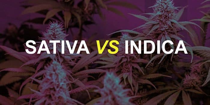Sativa Vs. Indica – What’s The Difference? Sativa Vs. Indica – What’s The Difference?