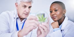 Cannabis and Community Health: Addressing Public Health Concerns and Initiatives Cannabis and Community Health: Addressing Public Health Concerns and Initiatives